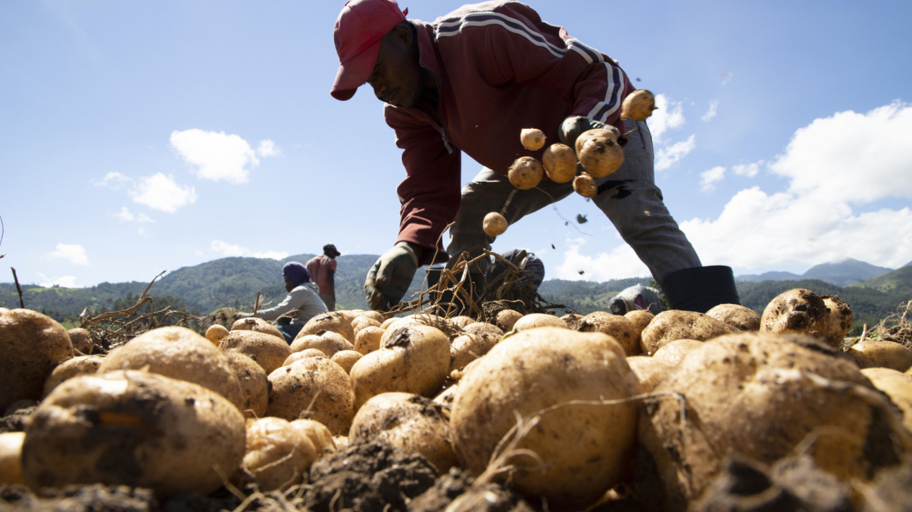 Agricultores dominicanos 