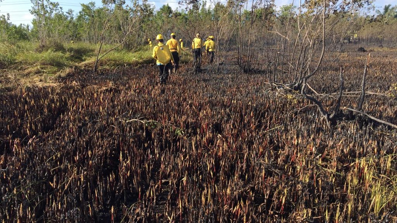 Bomberos forestales