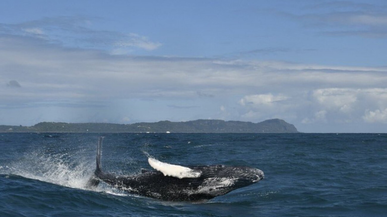 ballenas jorobadas