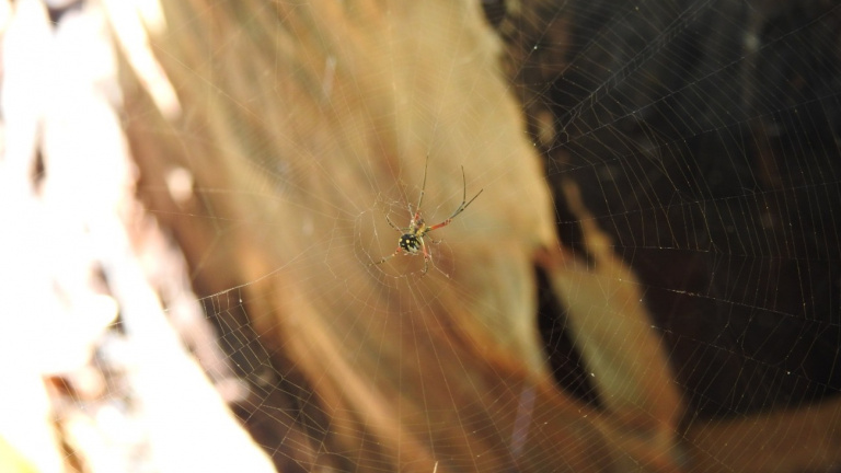 Araña violinistas 