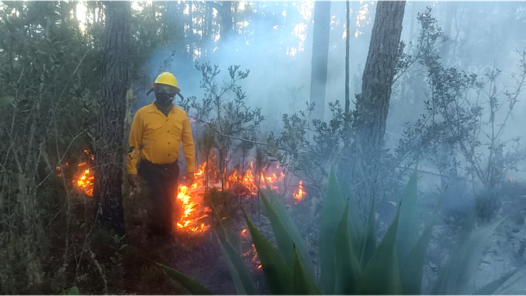 Bomberos forestales extinguen 11 incendios en diferentes puntos del país 